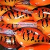 Rapala DT14 Dives-To Series - Crankbaits Ikes Custom 7cm 22g wobbler - CRSD (6144313)