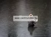 Daiwa Trout Fly Rod 9'0"  #6  legyező bot 2,70m 3r (DTF9063)