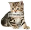 Camon Cat Collare Gatto Nylon Reflex Fényvisszaverő Nyakörv Cicáknak (Dg016)