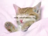 Camon Cat Collare Gatto Nylon Reflex Fényvisszaverő Nyakörv Cicáknak (Dg016)