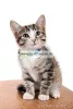 Camon Cat Collare Gatto Nylon Reflex Fényvisszaverő Nyakörv Cicáknak (Dg016)