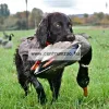 Sportdog Biper Készülék. /300M/  Dsl-400-19