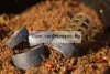 Guru X-Change Distance Feeder Cage Large Feeder kosár 20-30g (GAD05)