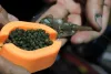 Guru X-Press Method Moulds Mini etetőanyag prés (GMMM)