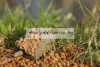 Guru Cage Hybrid Pellet Feeder Small Inline kosár 35g (GPF35)
