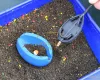 Haldorádó Tornado Method Mix - Mangó Etetőanyag 500g