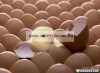 Tojás Átvilágító - Premium Farmer Egg Light 6W Led - termékenység ellenőrző lámpázó (HU001) Piros