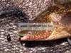 Sasame Junglegym Beans Sinker Be Free Texas 14g jig ólomfej (J501)