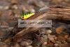 Spinmad Tail Spinner wobbler Jag 35mm 18g (K0901)