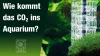 Jbl Proflora Taifun M Co2 Diffúzor (64460)
