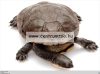 Jk Animals Dajana Mineral Turtle Calcium-Phosfor Block 45g kálcium utánpótlás (17260)