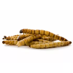 JK Animals szárított gyászbogár lárva 80g (17281)