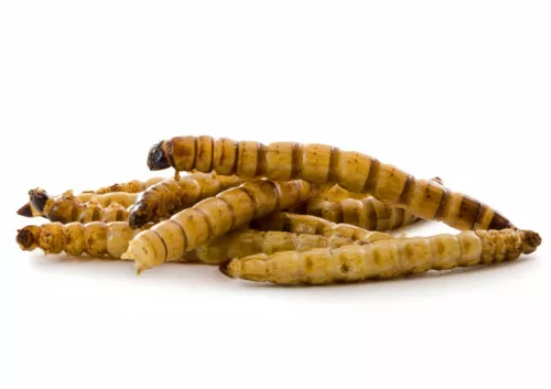 JK Animals szárított gyászbogár lárva 80g (17281)