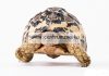 Jbl Agivert Szárazföldi teknős eleség 1000 ml (Jbl70333) New