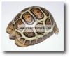 Jbl Tortoise Sun Terra 10 ml vitamin teknősöknek (Jbl70442)