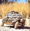 Jbl Tortoise Sun Terra 10 ml vitamin teknősöknek (Jbl70442)