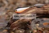 Spinmad Tail Spinner wobbler Turbo 5cm 35g K1008