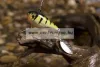 Spinmad Tail Spinner wobbler Jigmaster 3,4cm 8g (K2301)