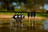 Korda Kaizen Platinum 13ft 4lb bojlis bot (KRD007)