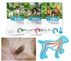 Bayer Kiltix Kullancs- és Bolhanyakörv 38cm Small (Kp095Na)