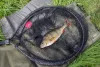 Merítő  Fox Rage 3.7m Carbon Street Net merítő szák (NLN015)