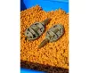 Preston ICS In-Line Dura Flat Method Medium 60g method kosár (P0040112)
