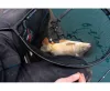 Merítőfej  Preston Carp XS 22" Landing Net (P0140051)