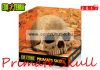 Exo-Terra Dekor Primate Skull - samu koponya   (Pt2855)