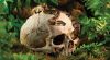 Exo-Terra Dekor Primate Skull - samu koponya   (Pt2855)