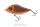 Salmo Slider SD7F  7cm 21g wobbler Copper Roach - Floating (QSD494)