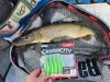 Rapala CCKICK3 CrushCity Customs The Kickman 7,5cm 3" 3g 9db gumihal ASH (RA3924036)