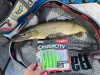 Rapala CCKICK3 CrushCity Customs The Kickman 7,5cm 3" 3g 9db gumihal PW (RA3924045)