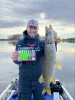 Rapala CCKICK3 CrushCity Customs The Kickman 7,5cm 3" 3g 9db gumihal PW (RA3924045)