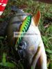 Rapala XRCD07 X-Rap Countdown Rap 7cm 10g wobbler - GGH színben