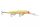 Rapala DHJ14 Down Deep Husky Jerk 14cm 23g wobbler - CLS (RA5820073)