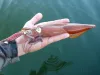 Shimano Rod Sephia XR Spinning 2,51m 8'3" EGI:1,8-3,8 2r tintahalazó bot (SEXRS83ML)