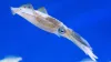 Shimano Rod Sephia XR Spinning 2,51m 8'3" EGI:1,8-3,8 2r tintahalazó bot (SEXRS83ML)