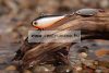 Spinmad Tail Spinner Mag 6g gyilkos wobbler  (0703)