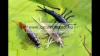 Savage Gear 3D Tpe Mayfly Nymph 5cm 2.5g -  02-Olive (SVS50672) Olajzöld