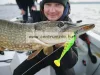 Savage Gear Craft Cannibal Paddletail  8.5Cm 7G   Gumihal Green Silver (71805)