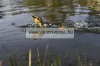 Savage Gear 3D Suicide Duck Mű Kiskacsa Csukára, Harcsára 10,5cm 28g  Ugly Duckling  (SVS71866)