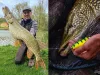 Savage Gear Cannibal Shad B 12.5cm 20g gumihal  HBF (SVS77115)