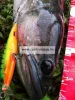 Rapala XRCD05 X-Rap Countdown Rap 5cm 4g wobbler - SB színben