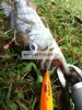 Rapala XRCD05 X-Rap Countdown Rap 5cm 4g wobbler - SB színben