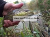 Rapala XRCD05 X-Rap Countdown Rap 5cm 4g wobbler - SB színben
