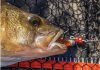 Korum Snapper Floatex Squirliz 7,5cm - Toxic Frog plasztik hal 4db  (Z0660038)