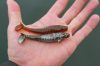 Korum Snapper Floatex Gonks - 6cm Silver Fish 5db (Z0660055)