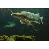 Egyéb fogósabb VILLANTÓK