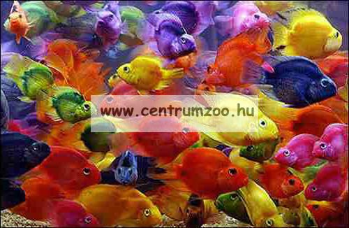 Sera Cichlid Green XL Nature 10l 3,6kg sügértáp (000218) - D