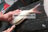Berkley® Fishing Gear Pdq Fillet Knife 9" Fillet Knife Filéző Kés 23Cm (1402756)